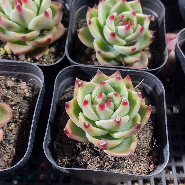 蓝龙2.8带盆土发