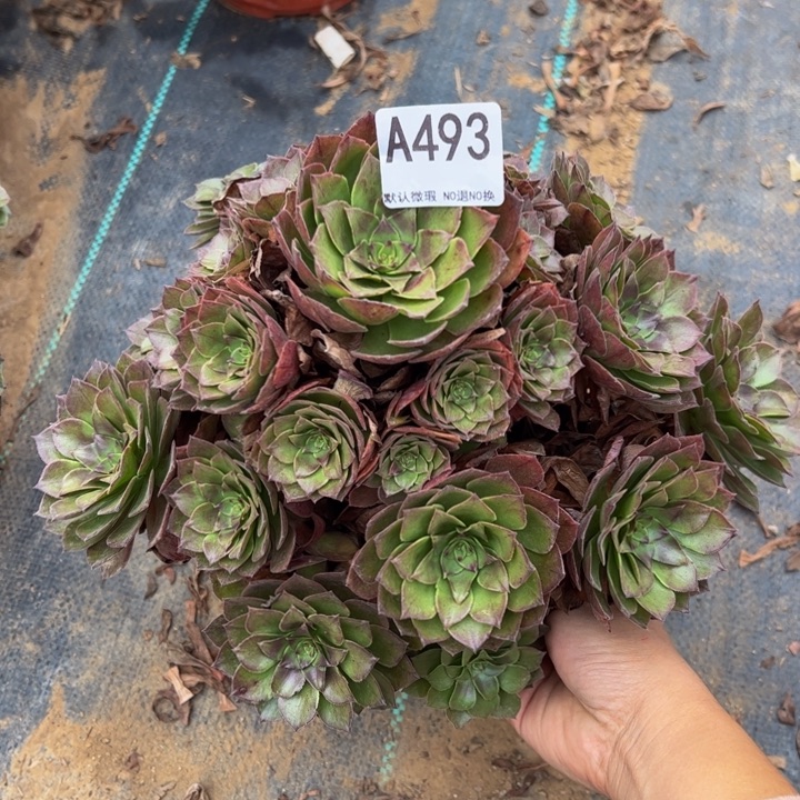 桃花石多肉植物493.