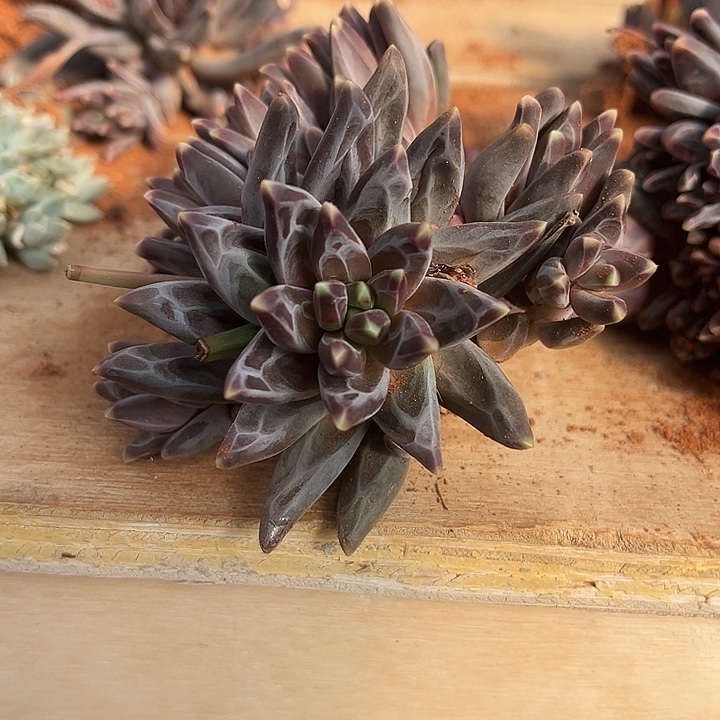 梵高美人干水2颗9.99非常小