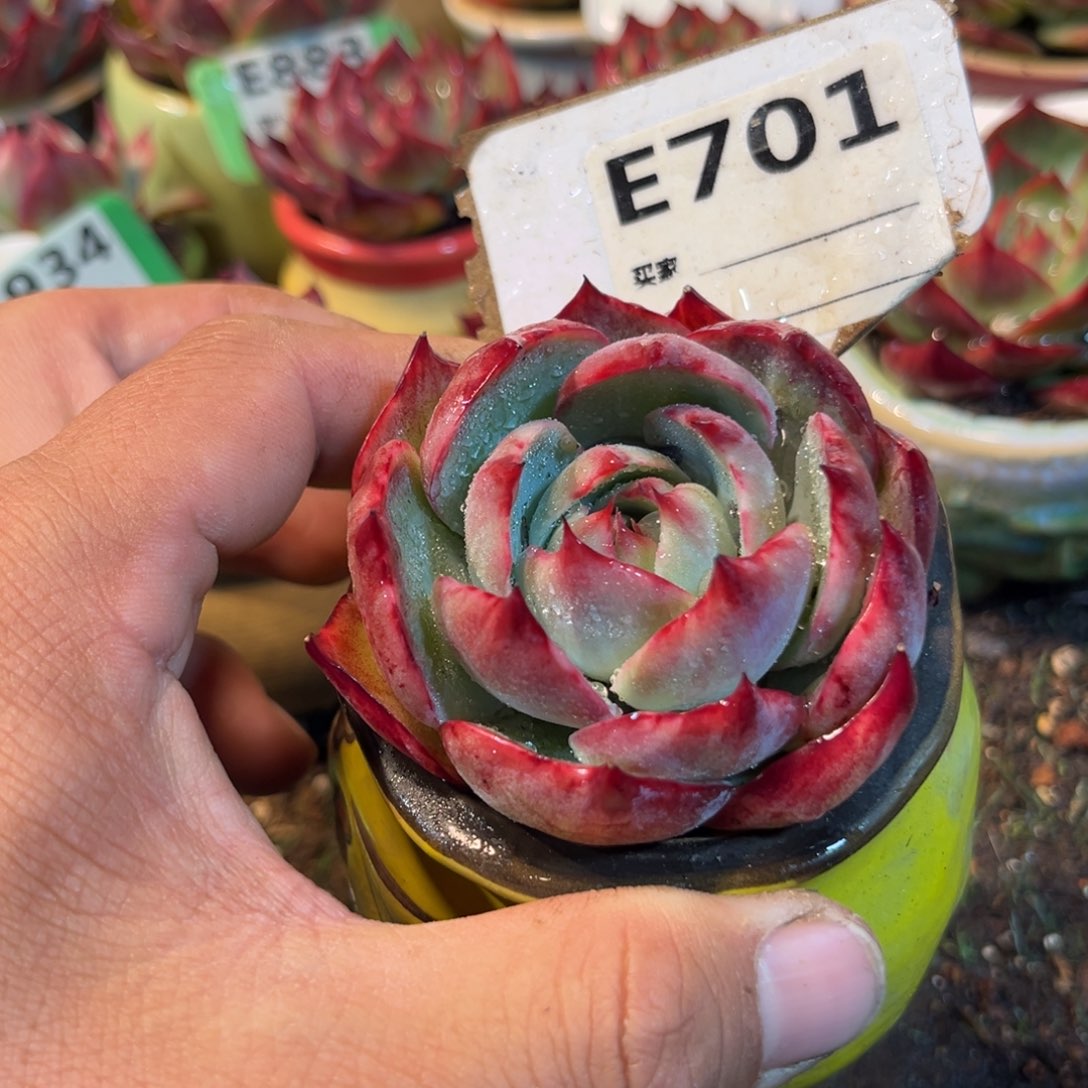 惊鸿一瞥701号多肉