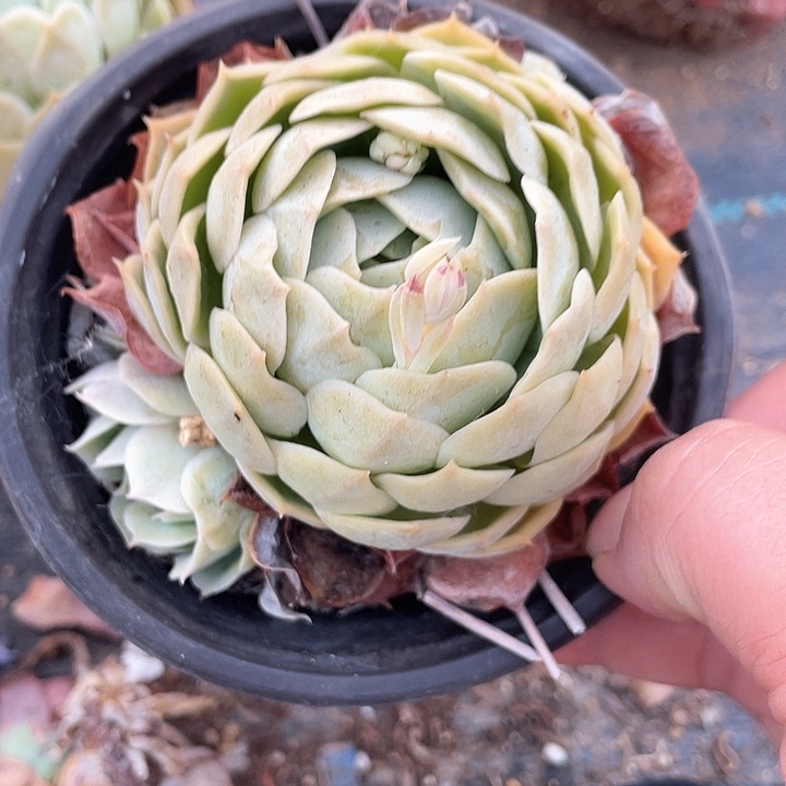 单双头晨露满25包邮