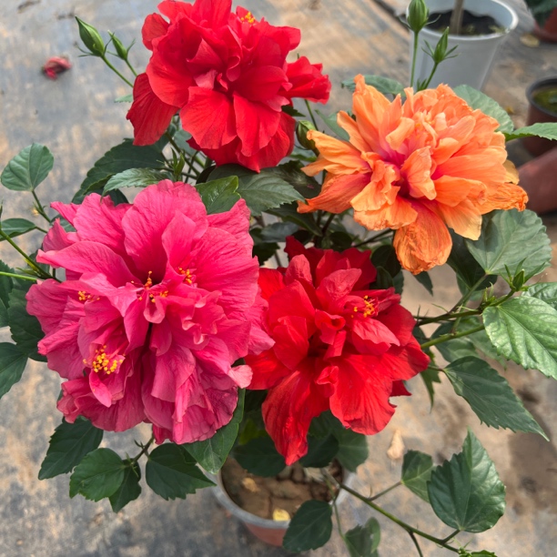 【三色嫁接木槿】重瓣大花，棒棒糖