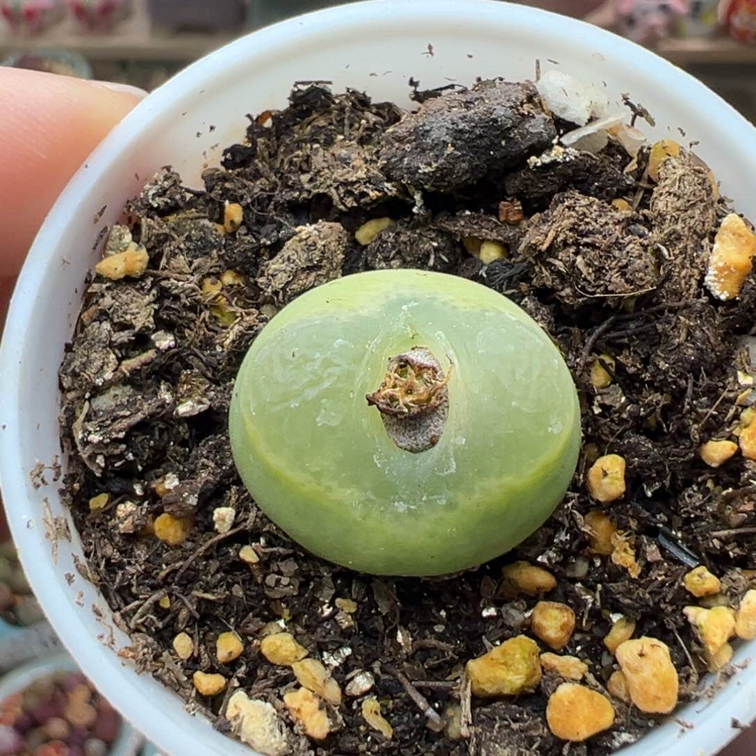 多肉植物167号0泡