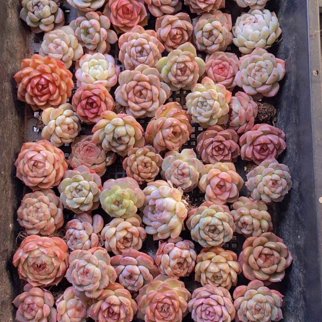 一物一拍。 120。  