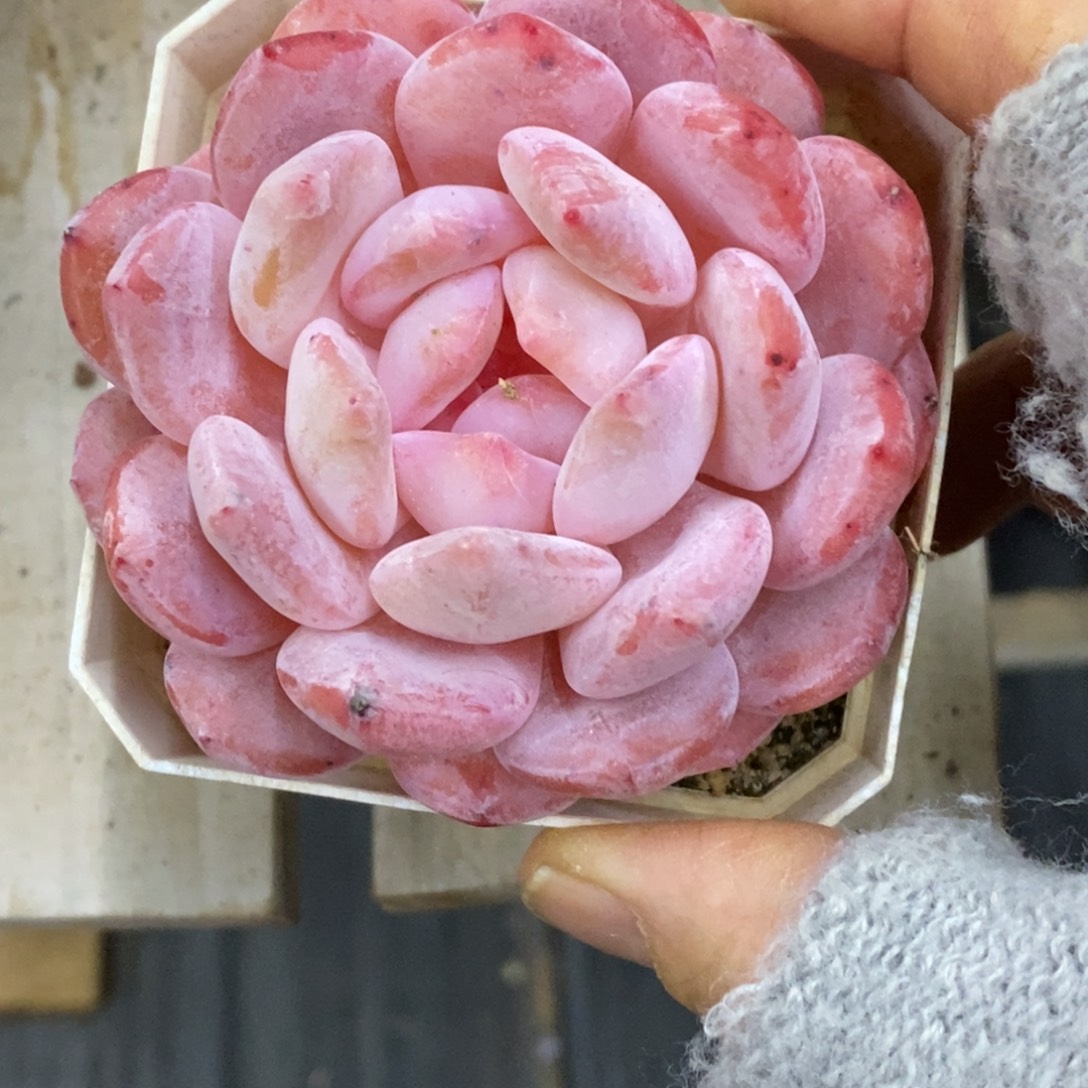 精品多肉一物一拍不包整312