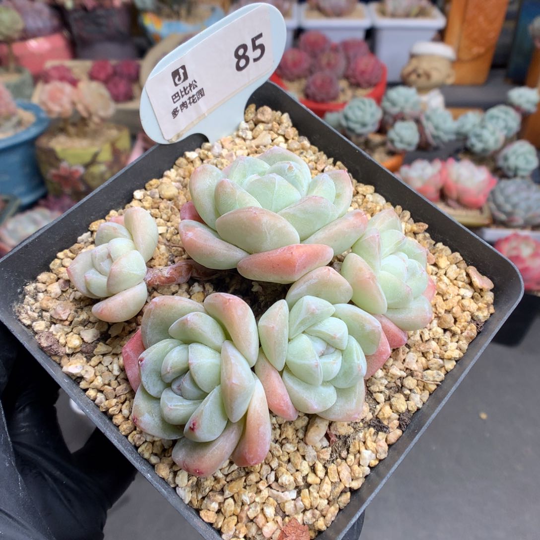 85 粗腿白底冰玉多肉