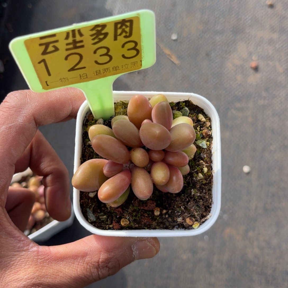 云尘多肉一物一拍1233