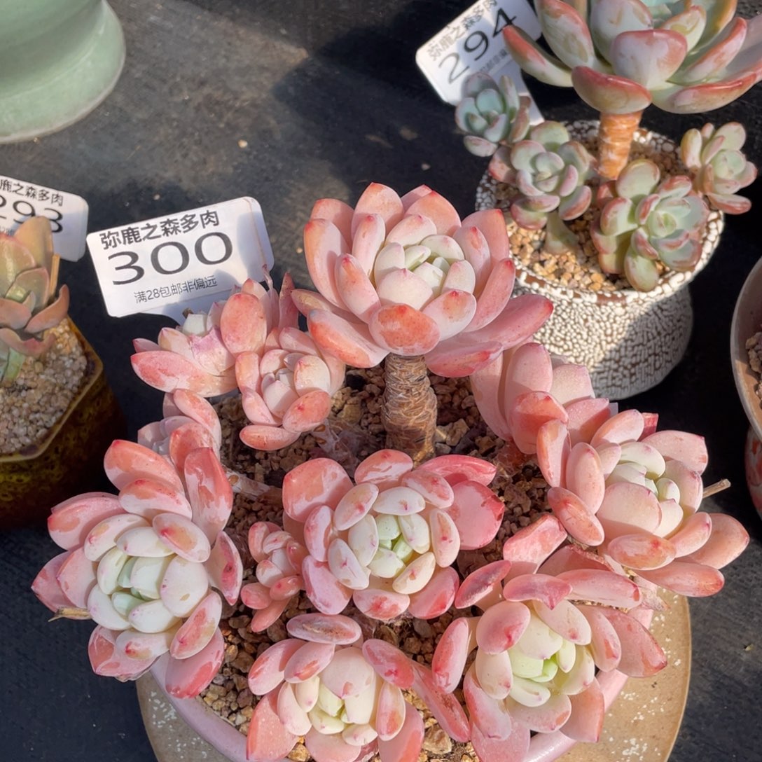 弥鹿之森多肉0300