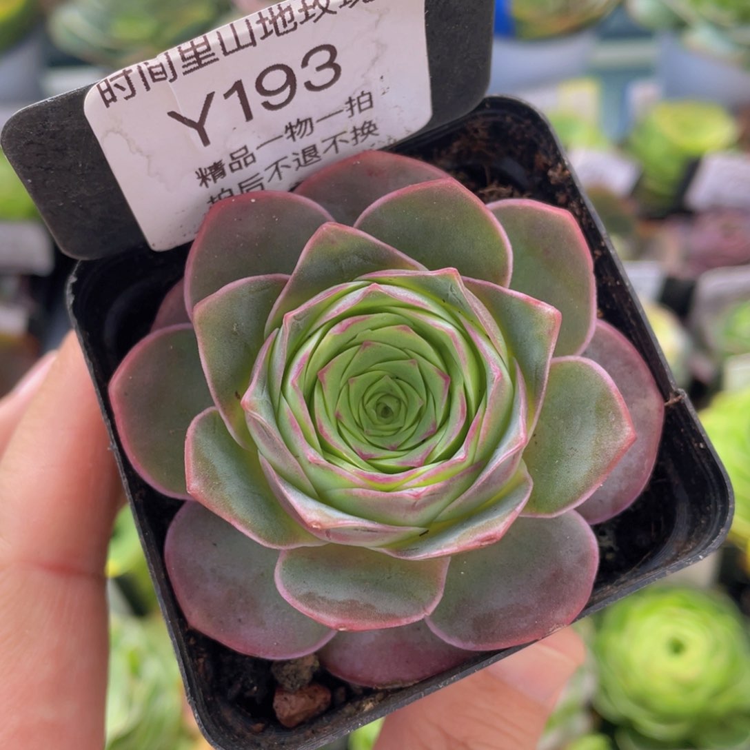 黄杂新年福利193一物一拍