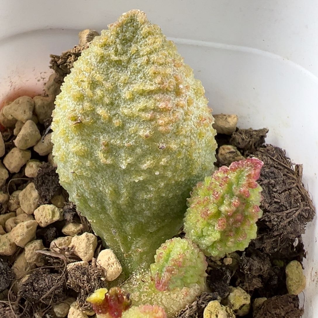 实生底叶苗纹路款多肉植物