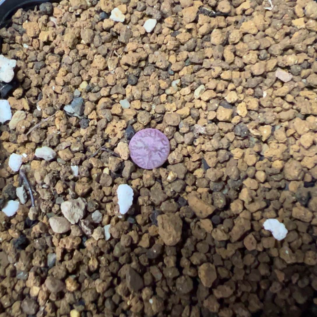 11-153肉锥多肉植物
