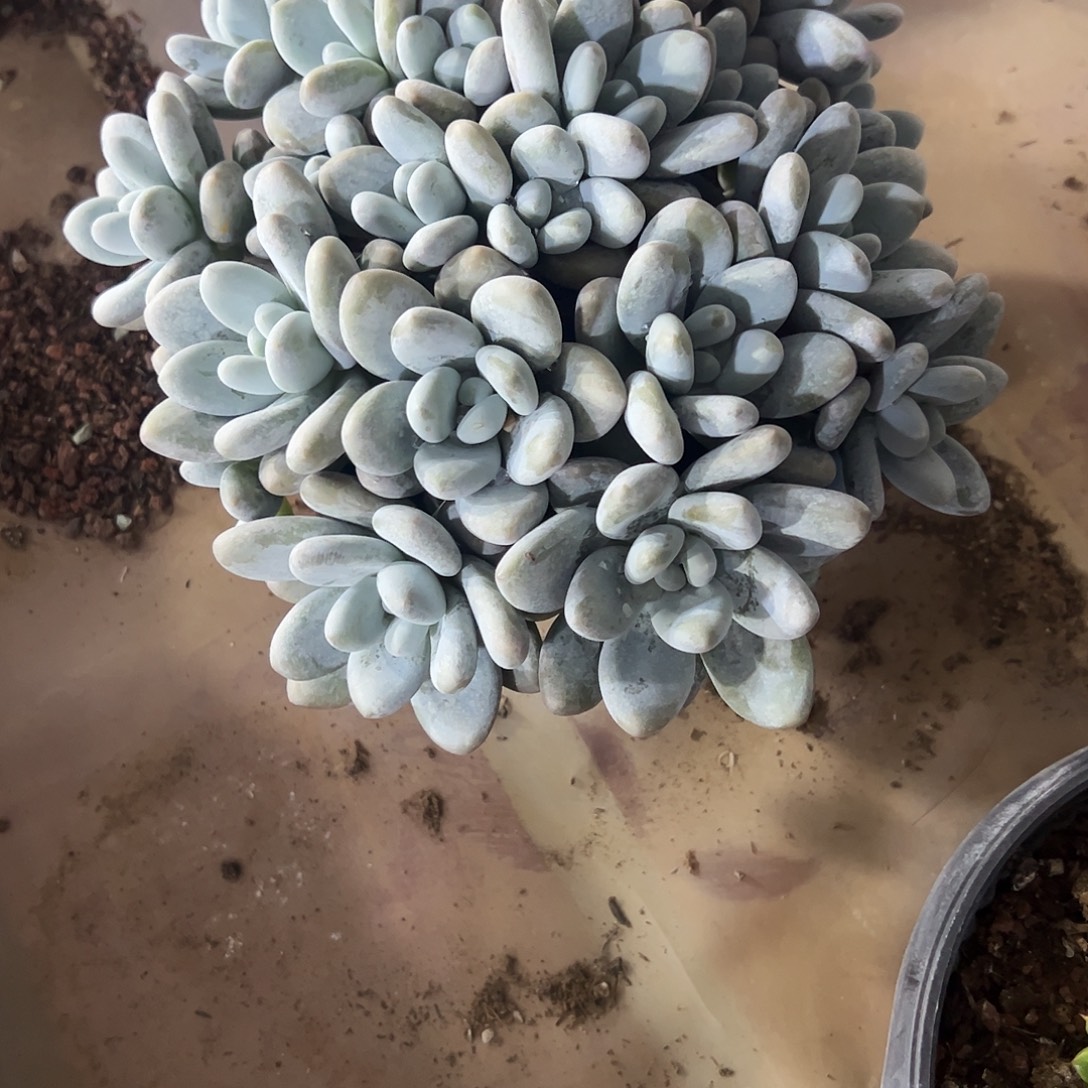 原***吖香水大群多肉植物