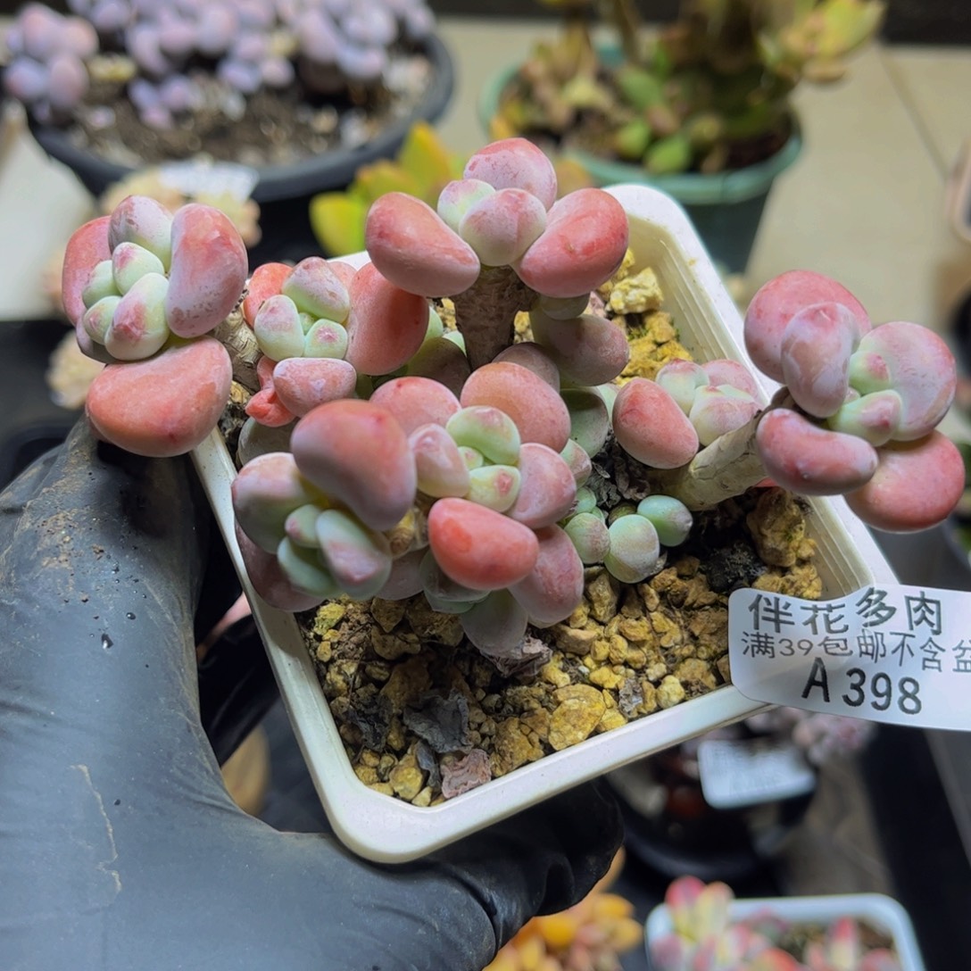 398腰子洛神12厘米多肉