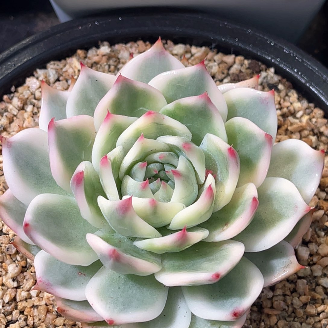 多肉特价吉娃娃锦