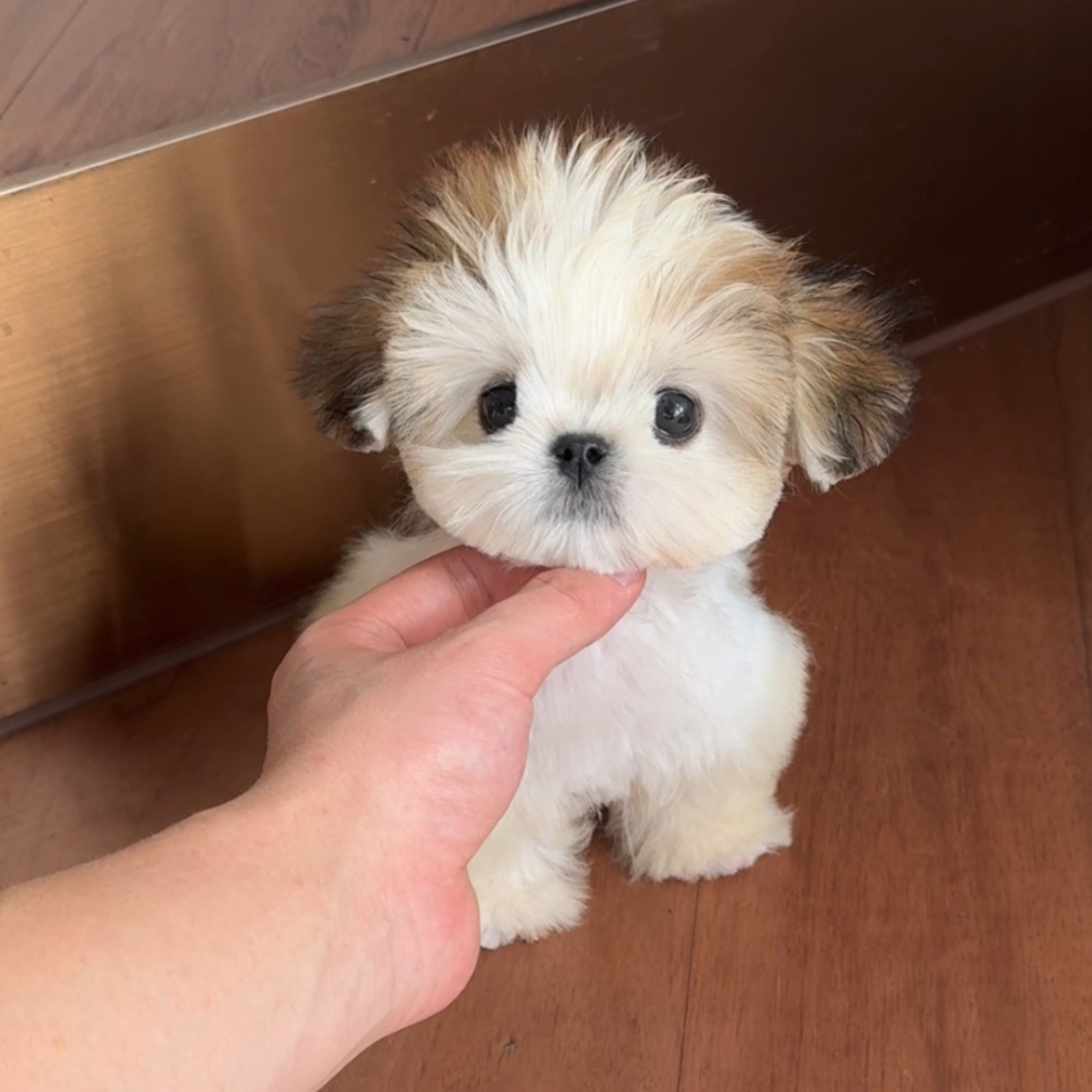 【1129号】  小小白 西施犬妹妹