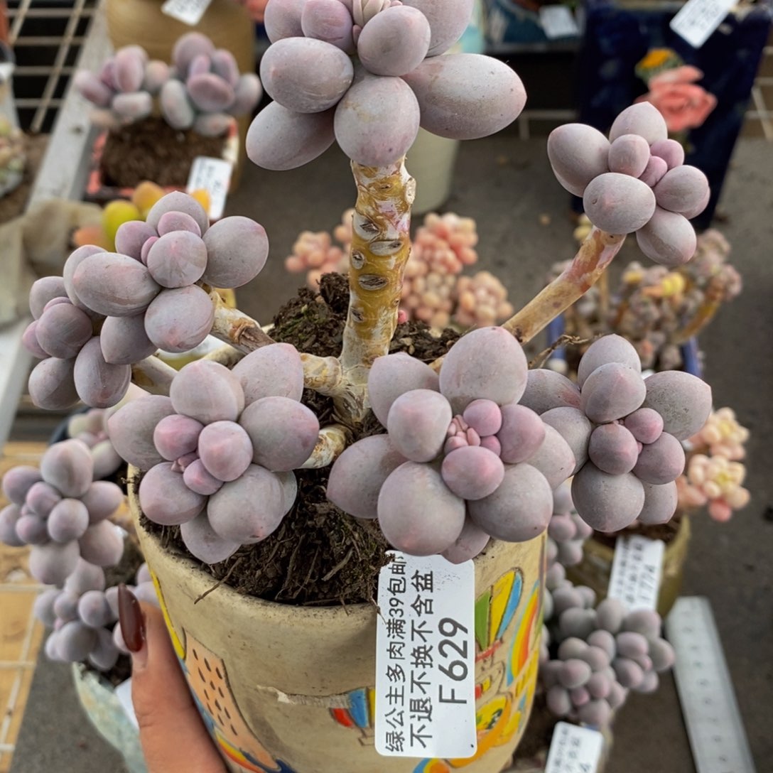 香水手指629/10v m