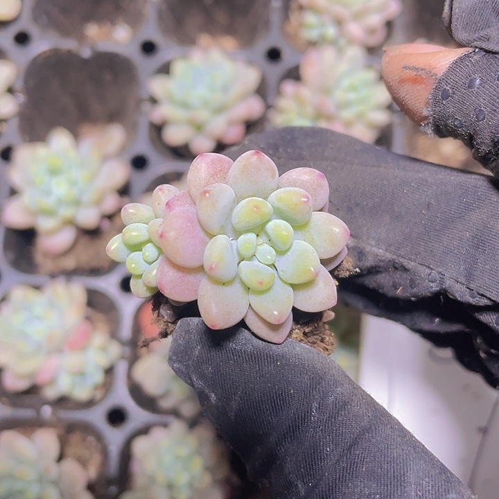 17精品洛可可2颗一组