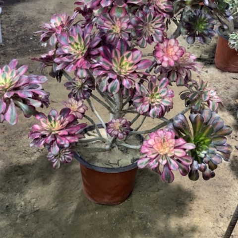 892香奈儿1245678890