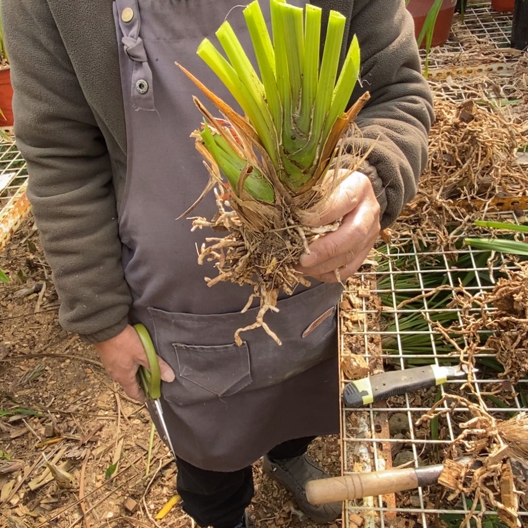 完全开放14老芦头