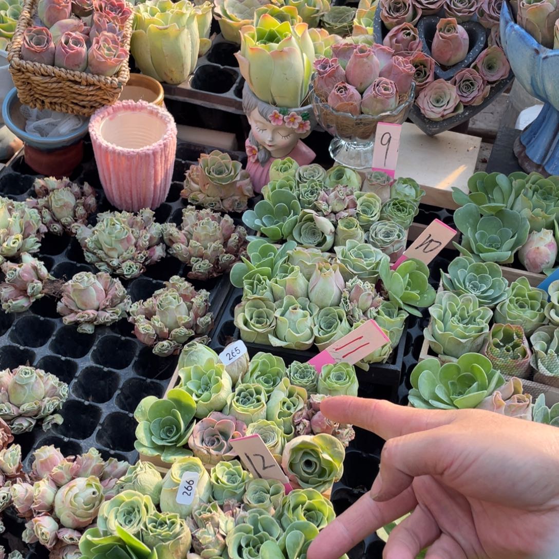 旧***2山地玫瑰多肉植物花卉266.265木盒