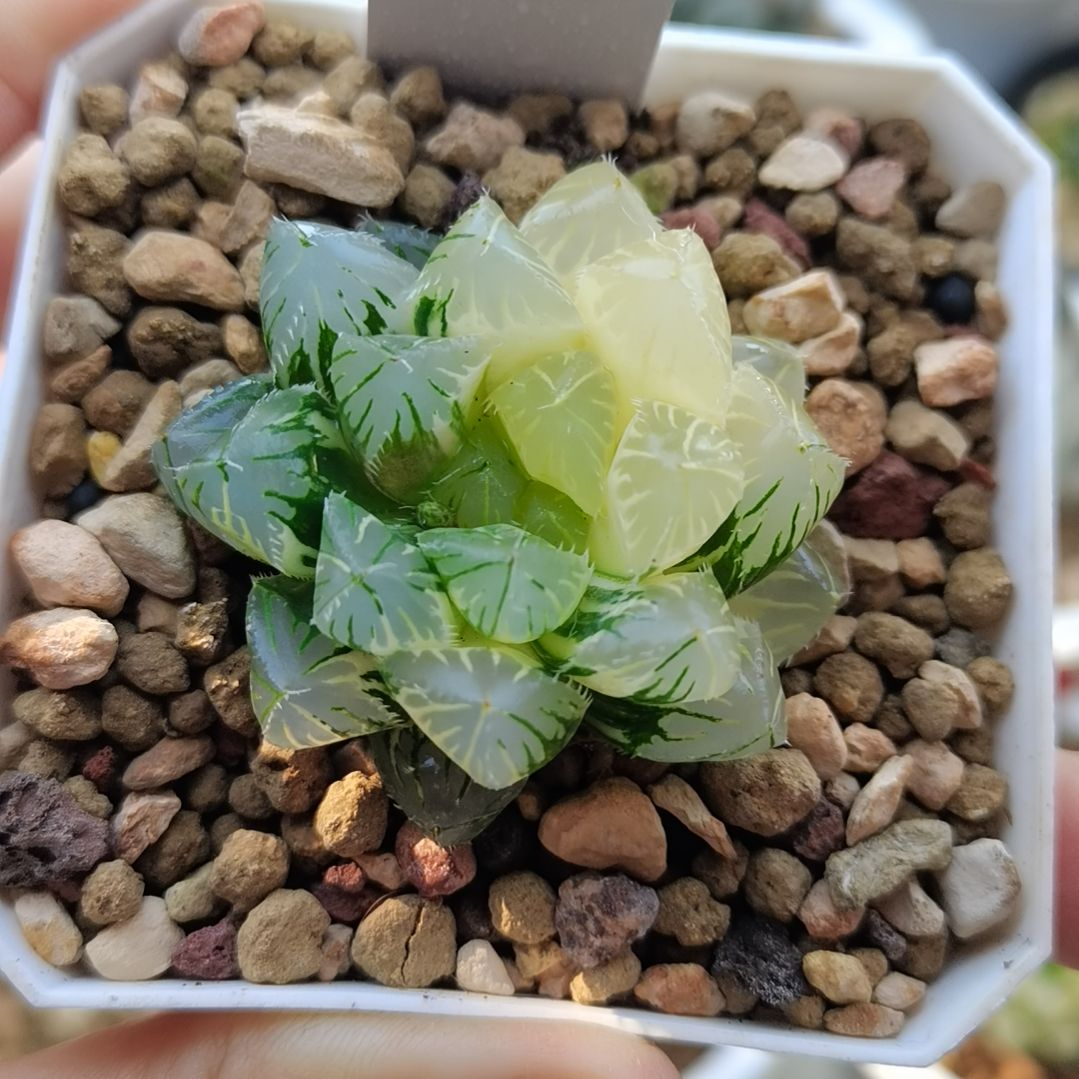 4号花狐玉露锦一物一拍带盆土发货