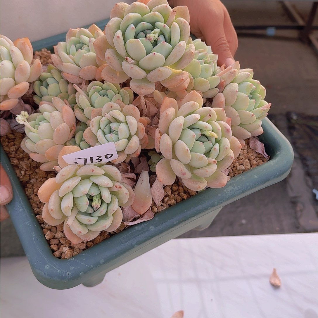 言*17130望酥多肉植物