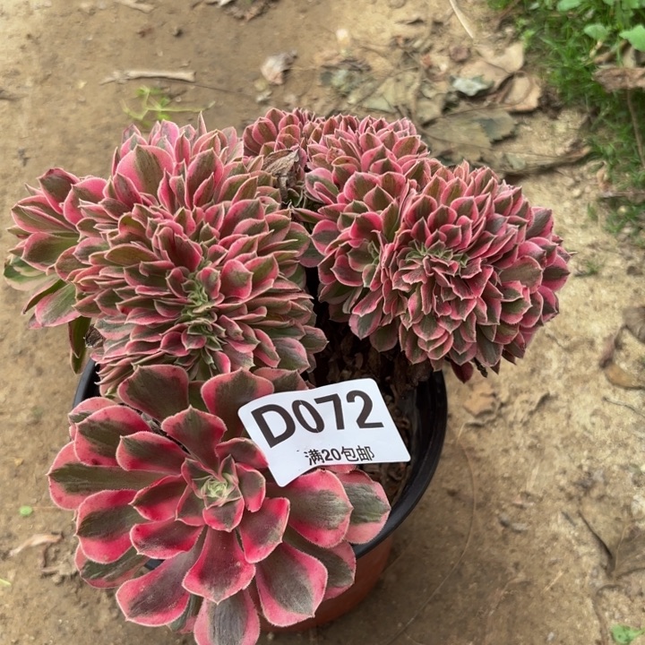 瑞妈多肉植物072.