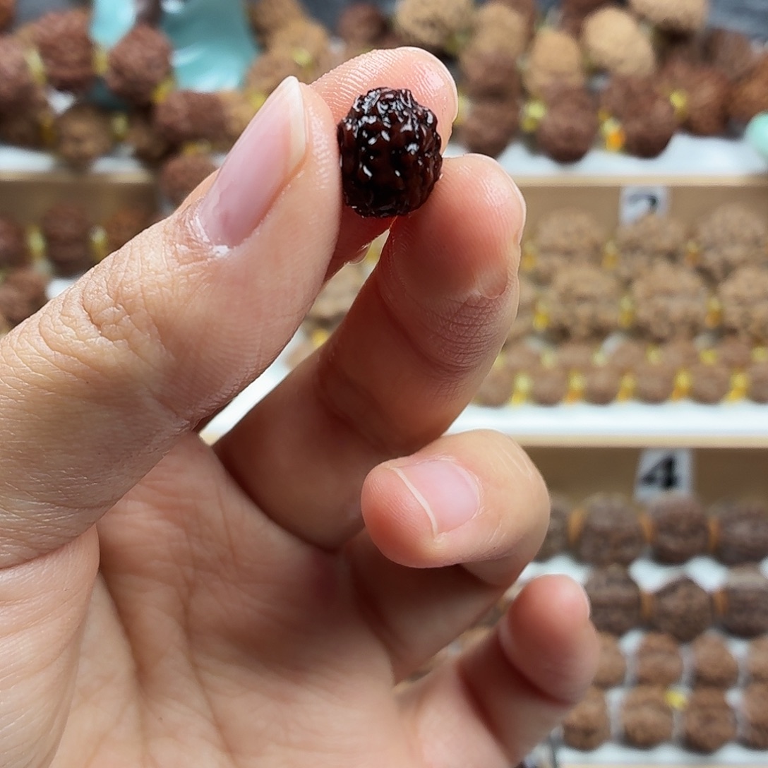 手串金刚菩提稀有精品无嫁接小金刚盘龙手持