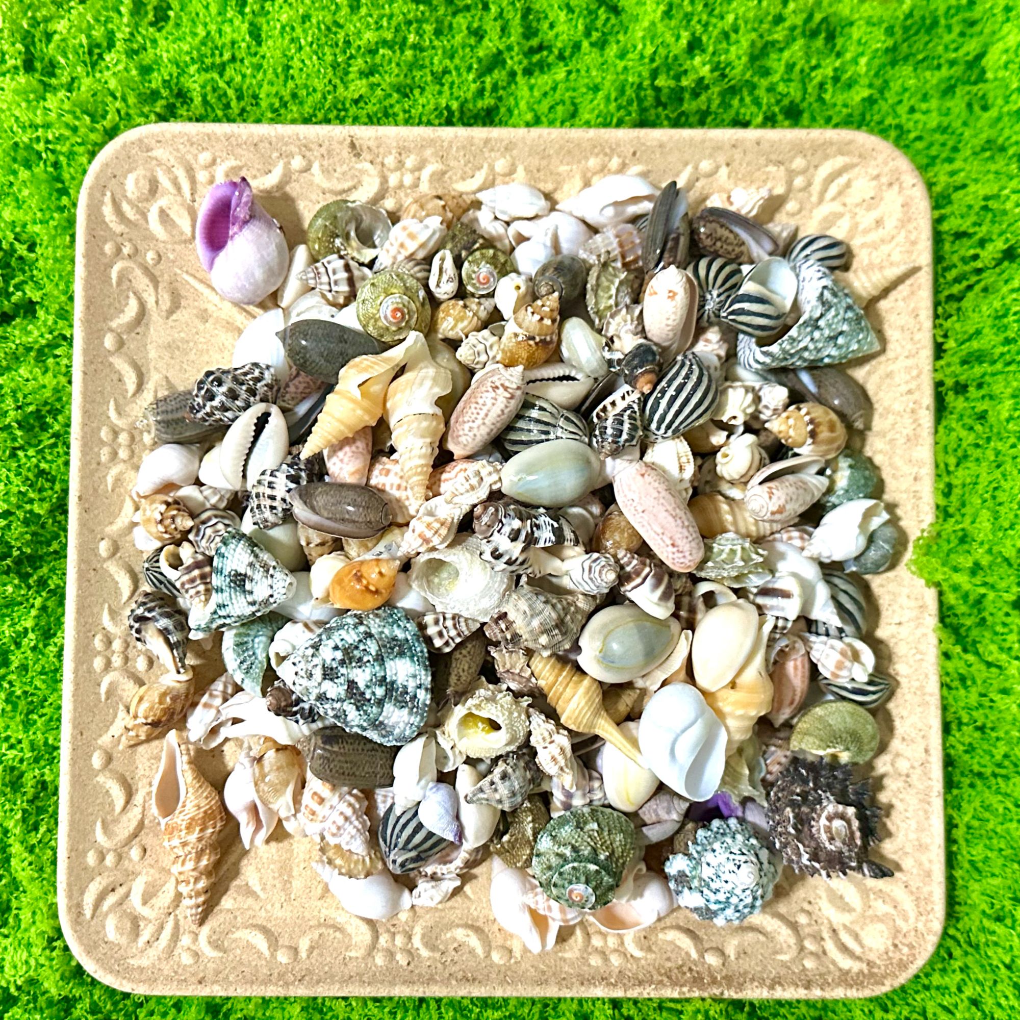 【福利】小号混合天然海螺贝壳可手工DIY摆设造景