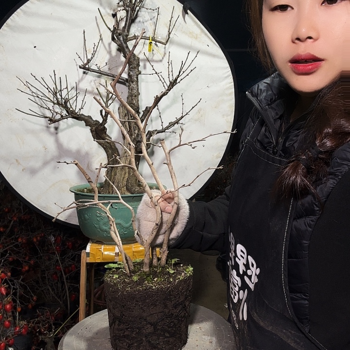 布***赢完全开放老鸭柿子