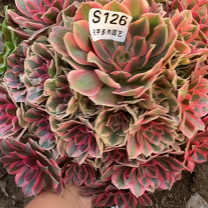多肉植物妖月126多肉