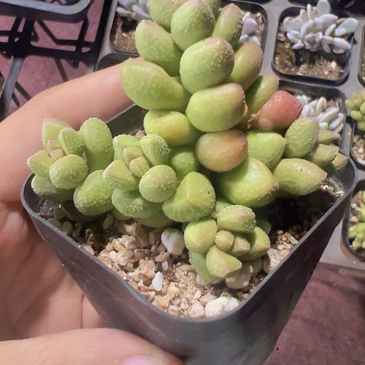 寿桃精品多肉植物大战