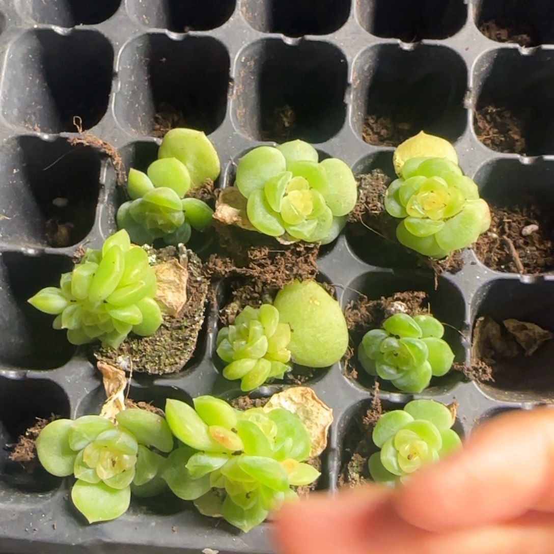 谪仙桌面清中苗穴一个满25包邮