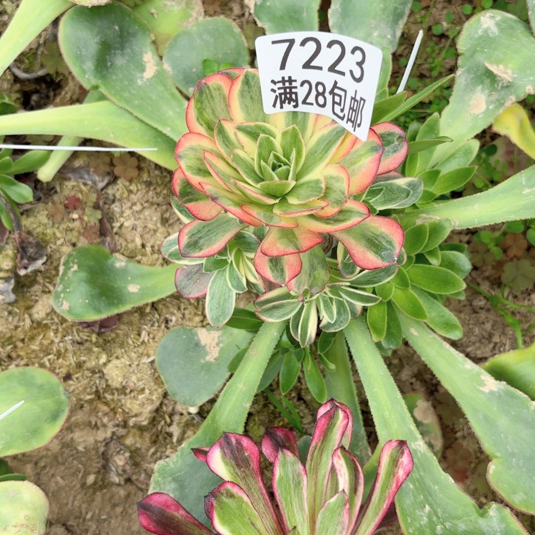 B.  7223玫瑰金多肉