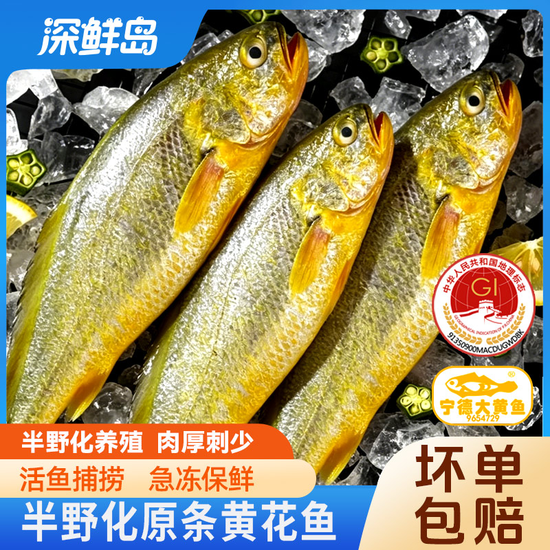 【地标】福建宁德大黄鱼新鲜捕捞原条小黄花鱼深海半野化养殖3条/斤