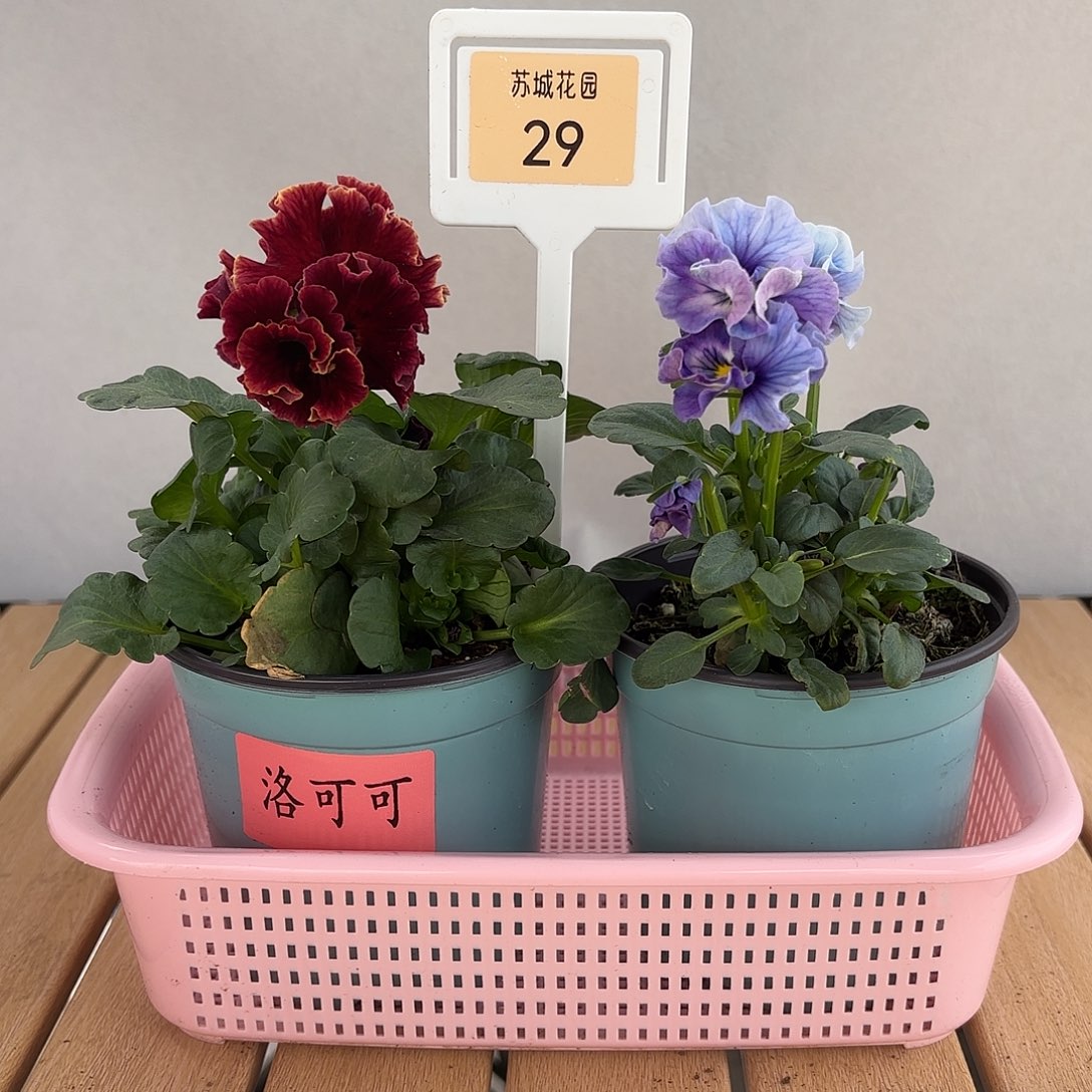 大部分开放少量花苞29