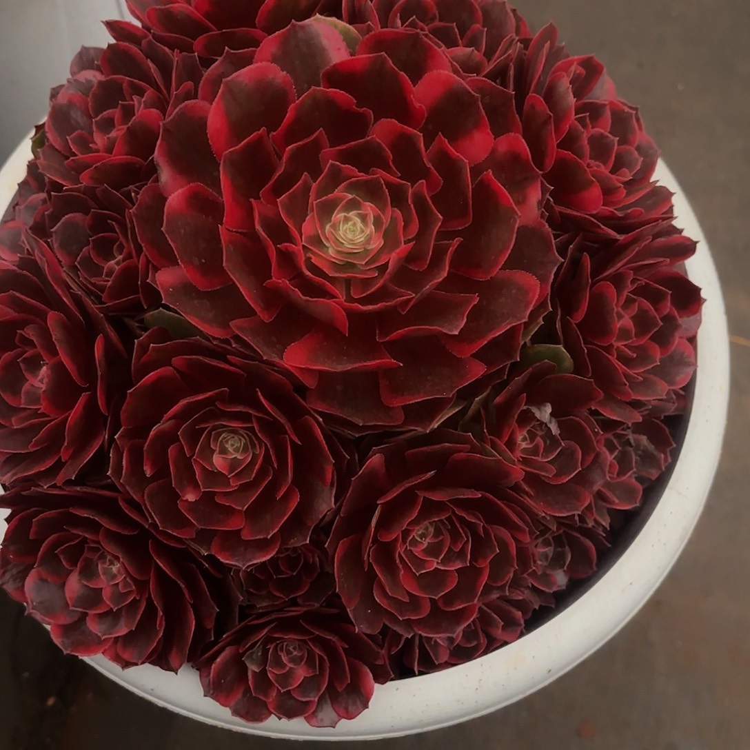 白***哥克拉恋人多肉植物一颗