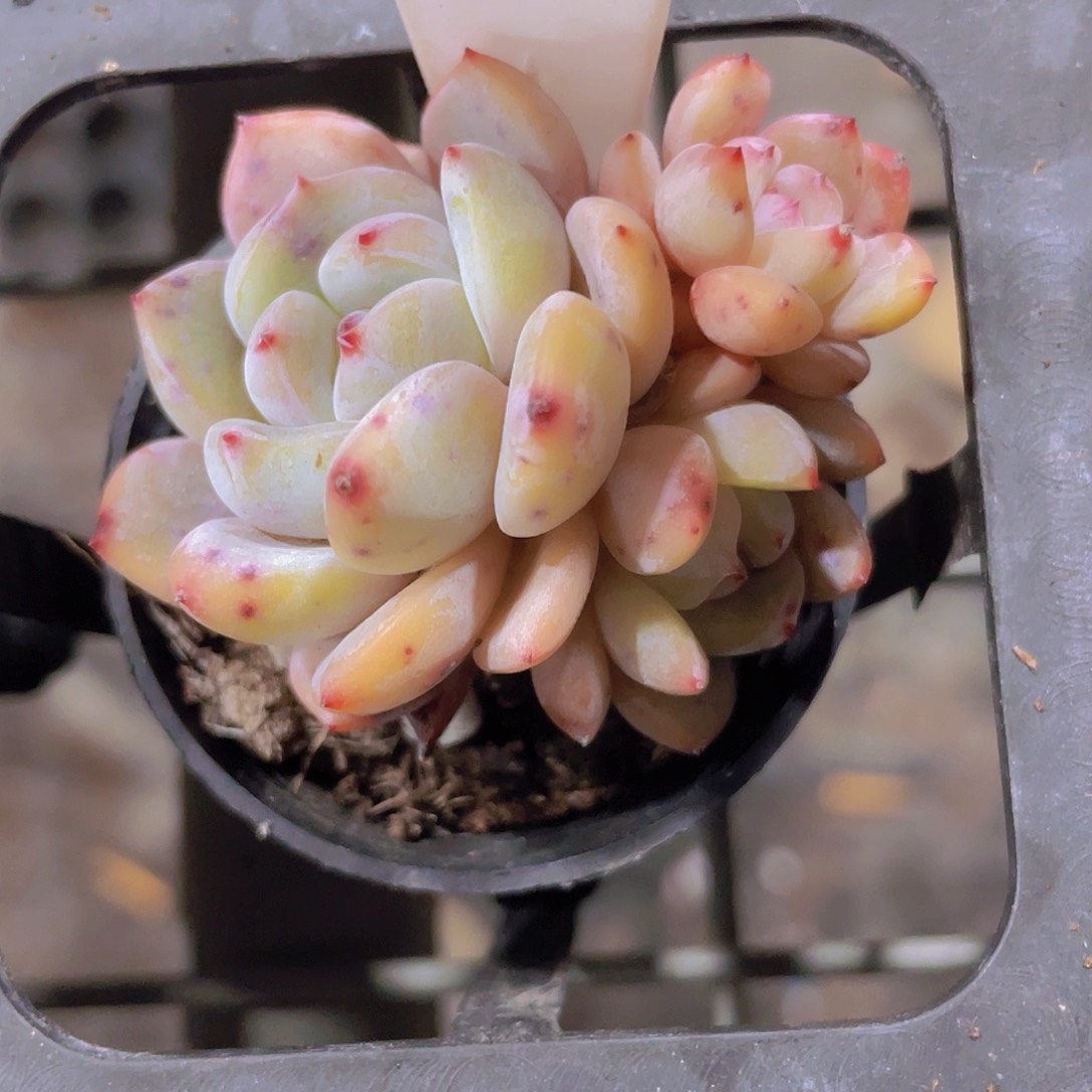 小橙子w058一物一拍