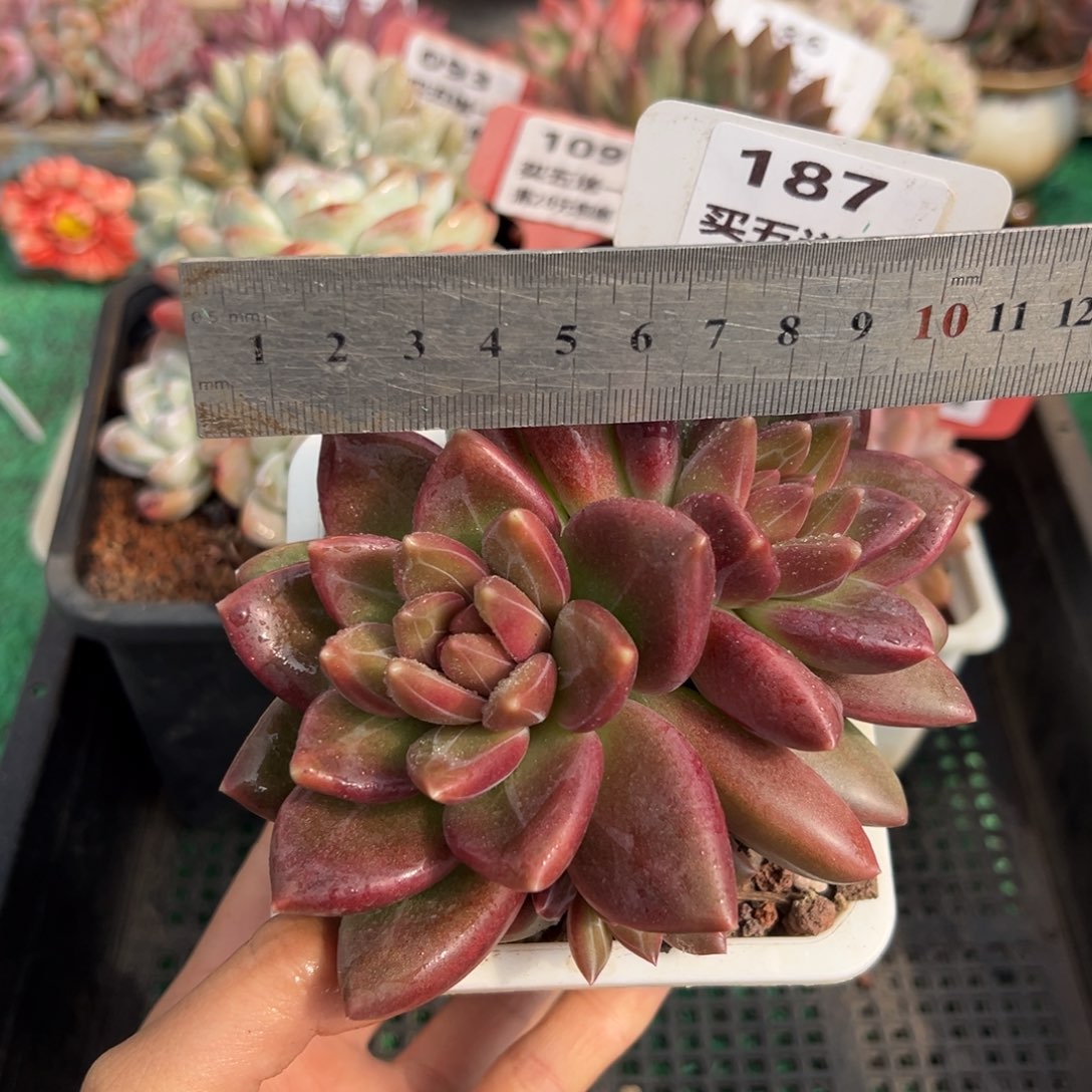 表妹精品多肉植物187.