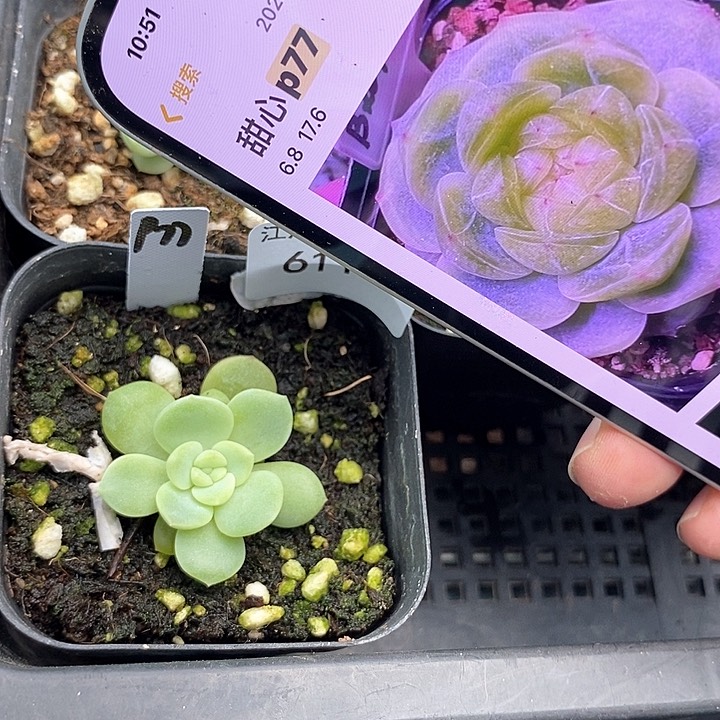 标签611甜心p77一个多肉