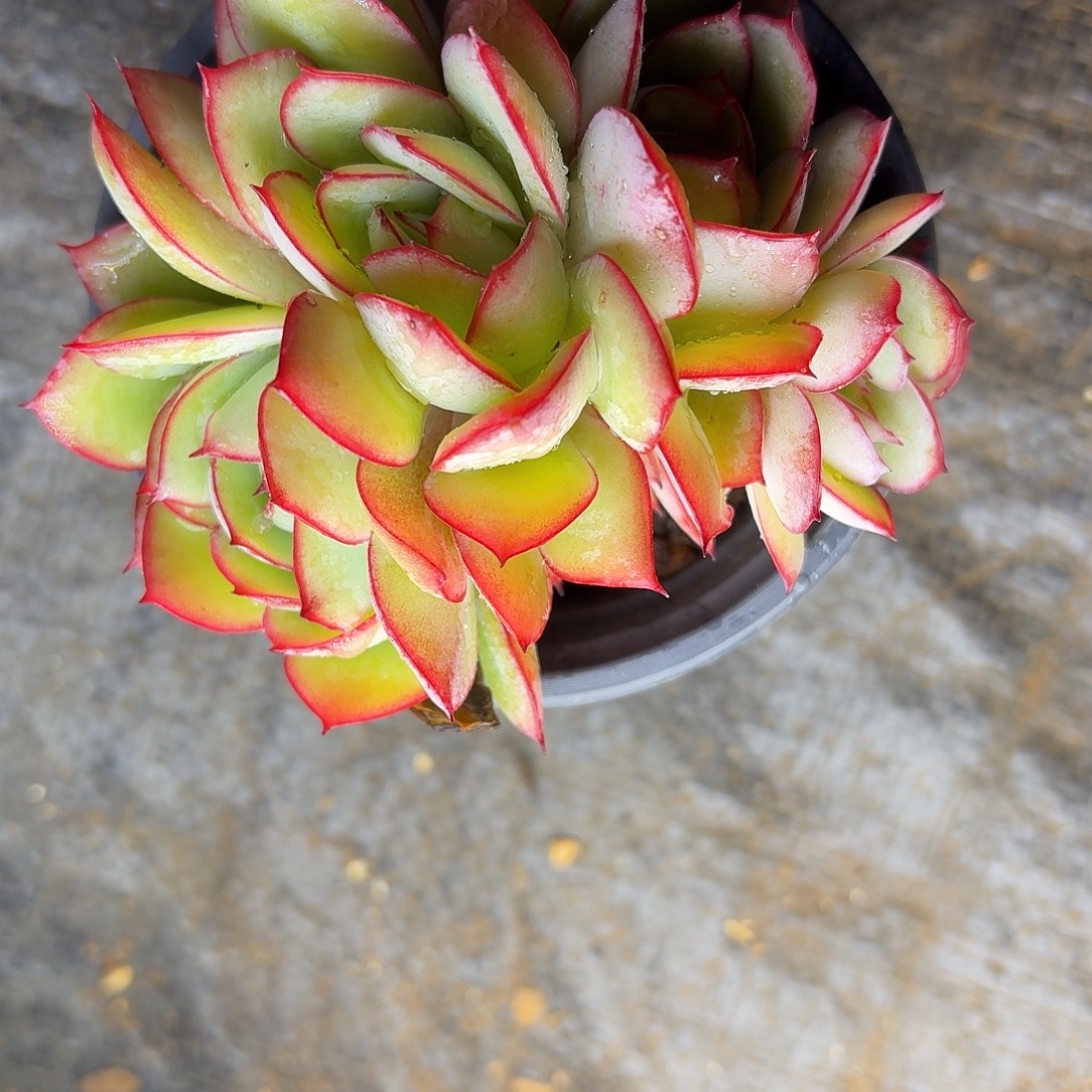 多肉植物牡丹亭群