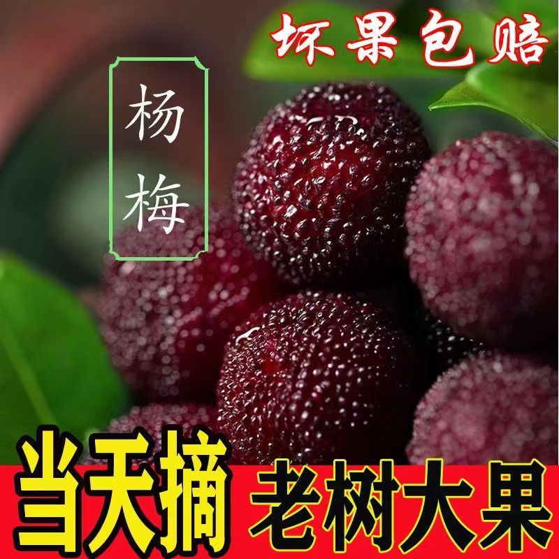 【冷链次日达】福建硬丝杨梅新鲜现摘整箱6斤福建省当即孕妇水果酸甜可口福建省