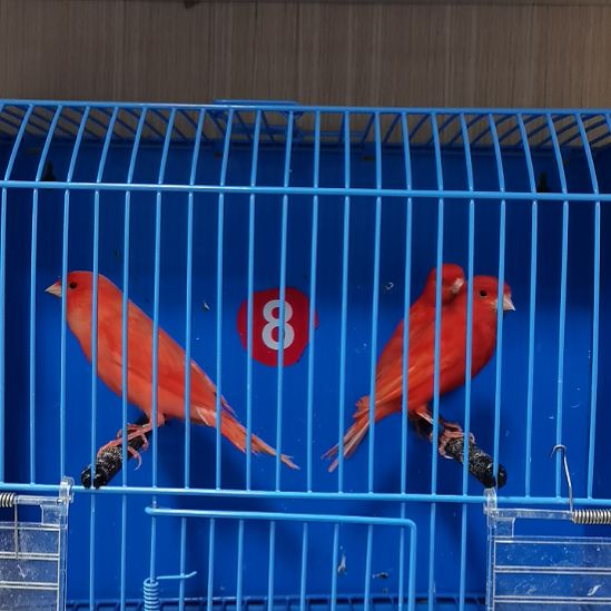 韦***恩虎皮鹦鹉虎皮鹦鹉大红袍一公