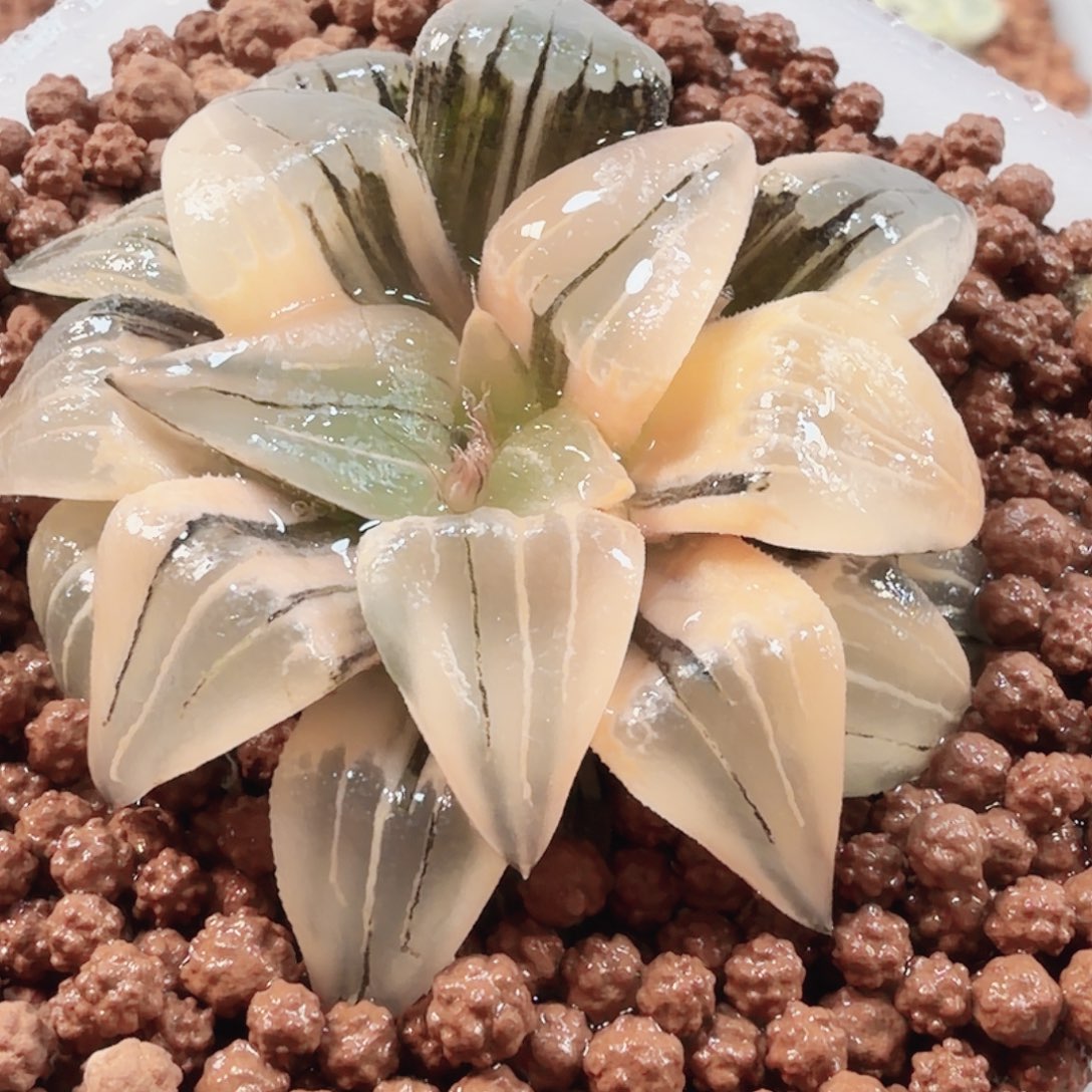 无花朵十二卷糊班红纹锦