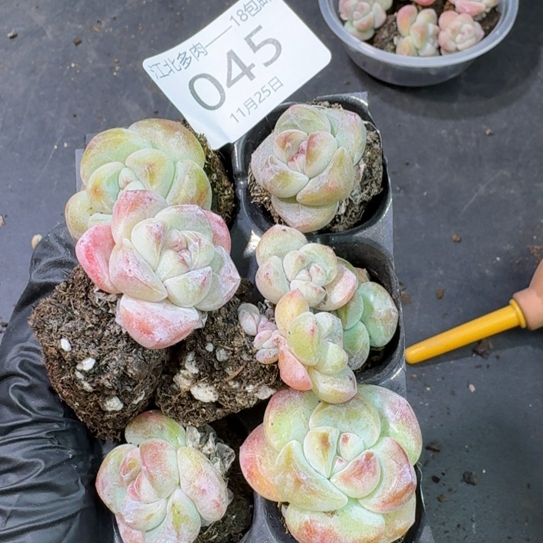 美****45号哈哈哈哈哈哈哈哈哈哈