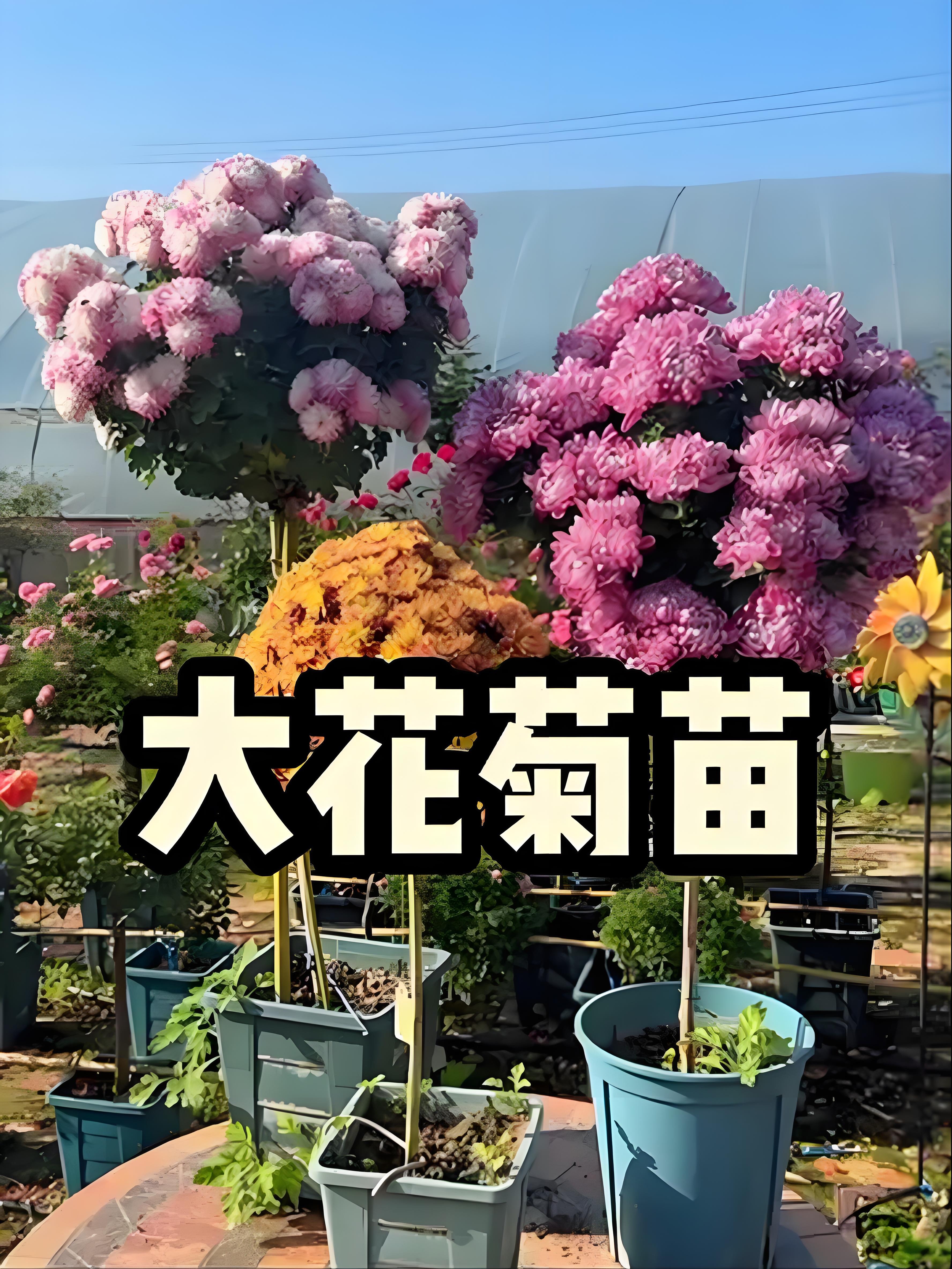超大花精品棒棒糖【一物一拍】大菊花盆栽花卉耐寒好养活