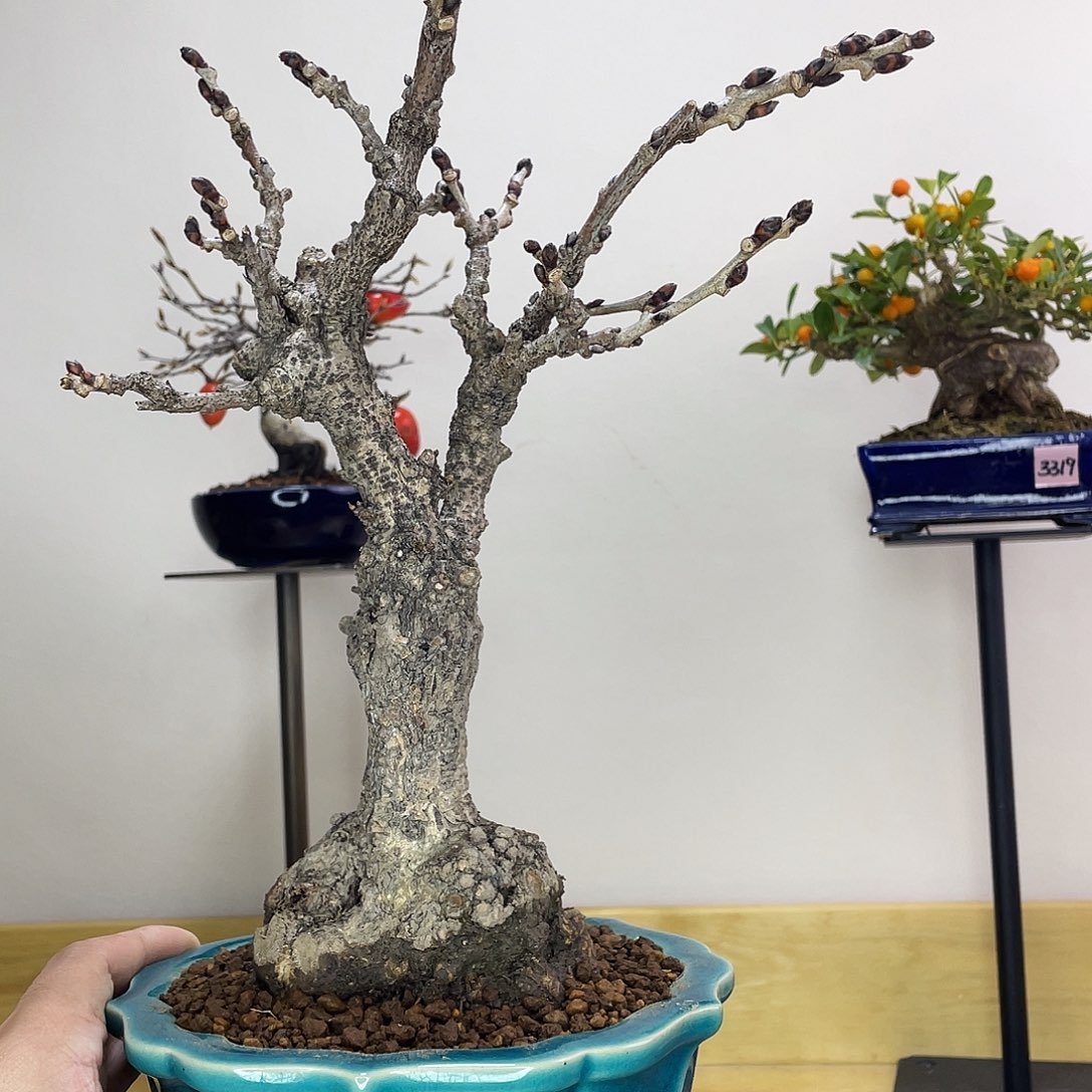 木本丰花紫藤盆栽