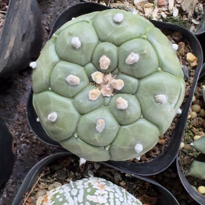 龟甲兜实生仙人球 