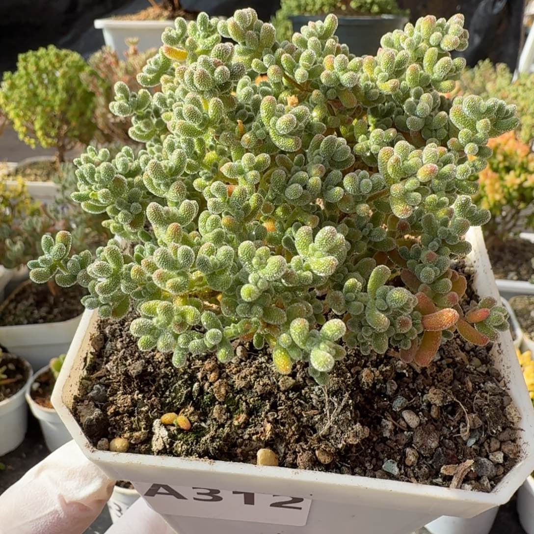 A312冰晶枝干一物一拍