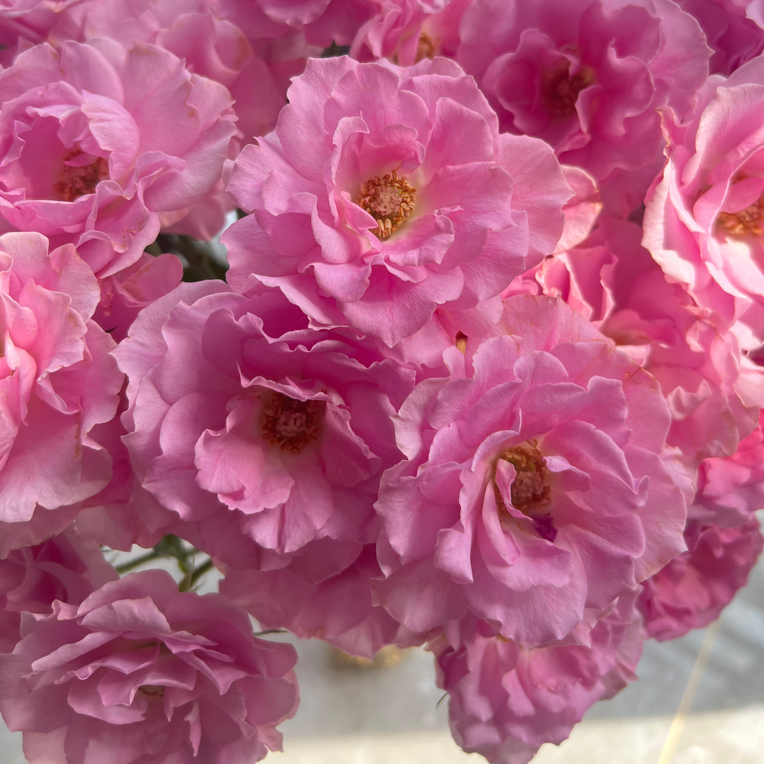 【10枝多头摩朵】全场任意两单顺丰冷链包邮，一单需补邮费 ！